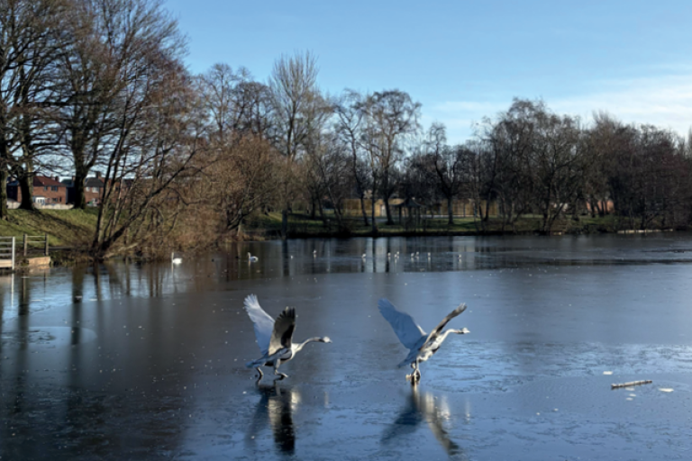 Birds flying over Hammond'd Pond