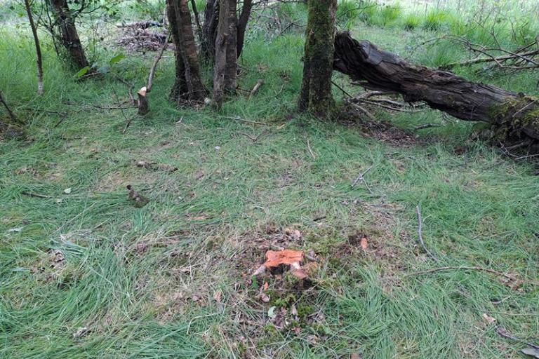 remains of a tree