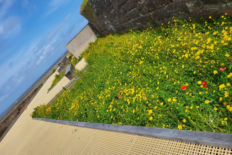 Boardwalk wildflower