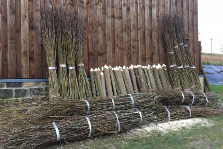 stock image of willow for willow spiling on a riverbank