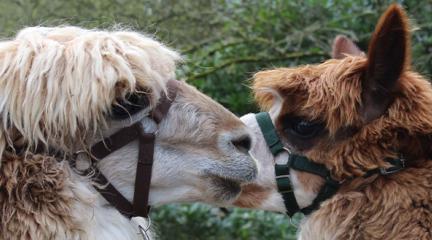 Two alpacas