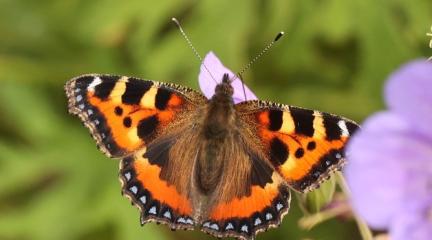 Tortoiseshell Butterfly