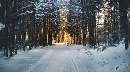 a path through a snowy forest