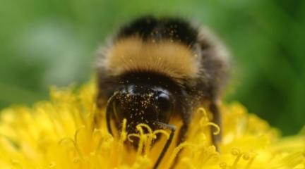 Bee on Flower