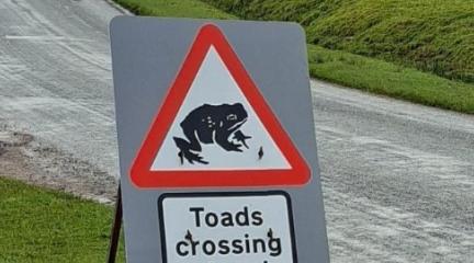 Toad Crossing