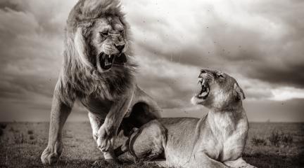 Lions - taken by Wildlife photographer William Fortescue