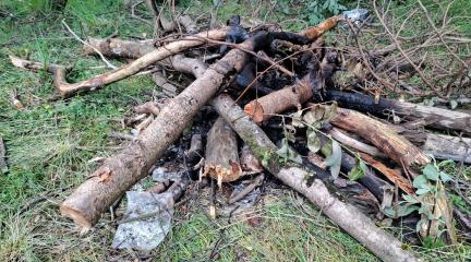 trees chopped down