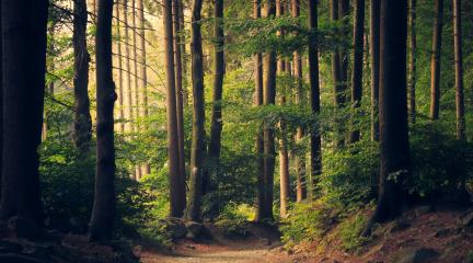 A dimly-lit forest