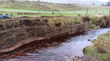 stock image of willow spiling