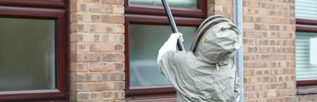 Pest control team member in wasp suit