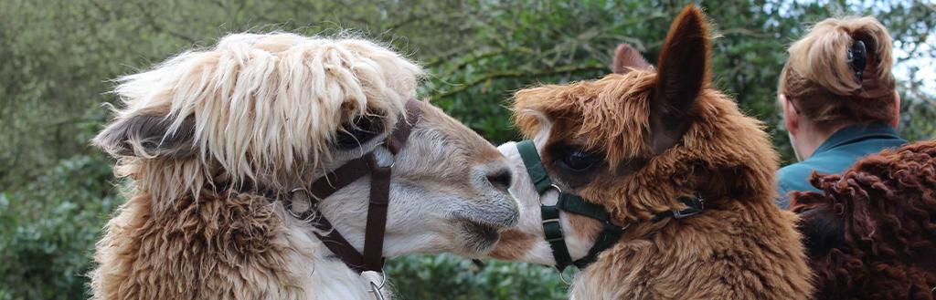 Two alpacas