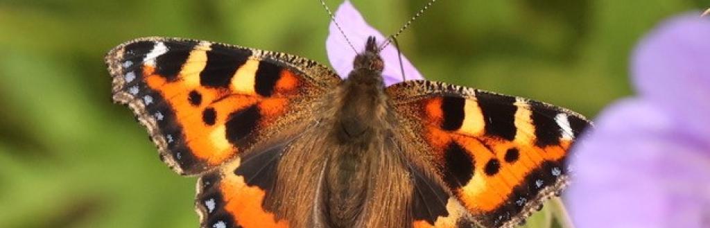 Tortoiseshell Butterfly