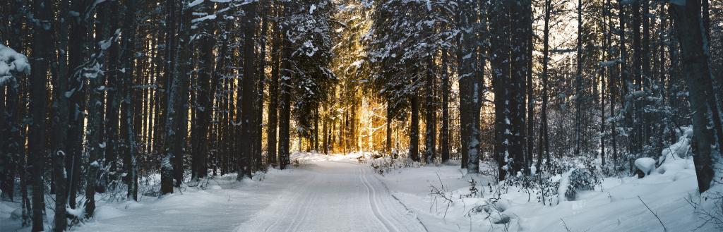 a path through a snowy forest