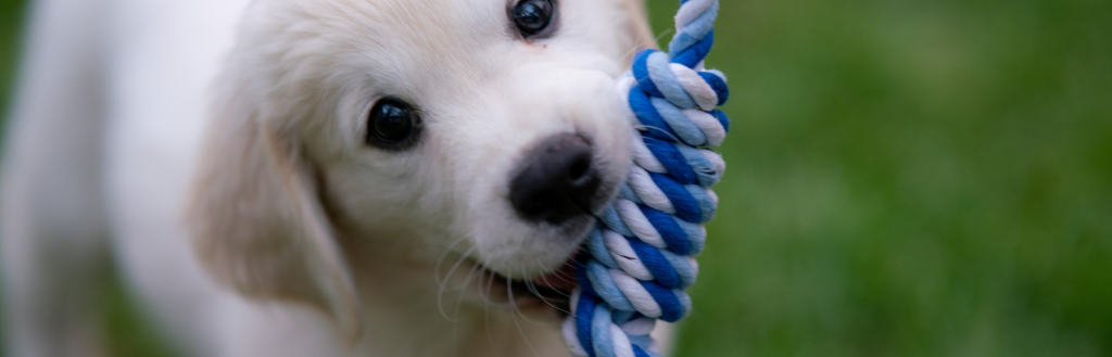 Dog purchase top