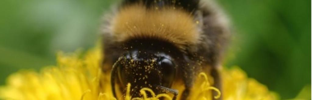 Bee on Flower