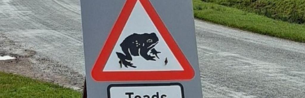 Toad Crossing