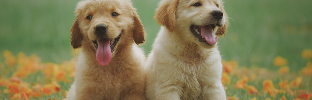 puppy