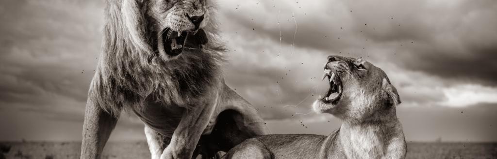 Lions - taken by Wildlife photographer William Fortescue