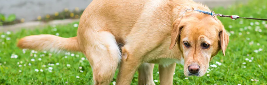 Dog fouling