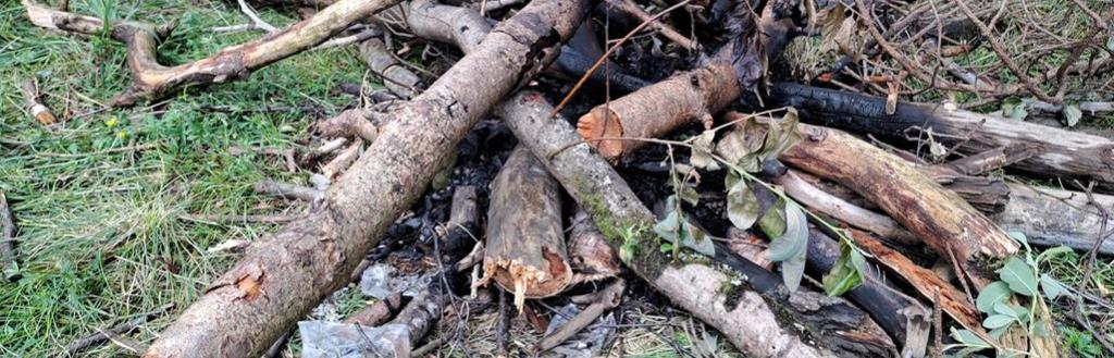 trees chopped down