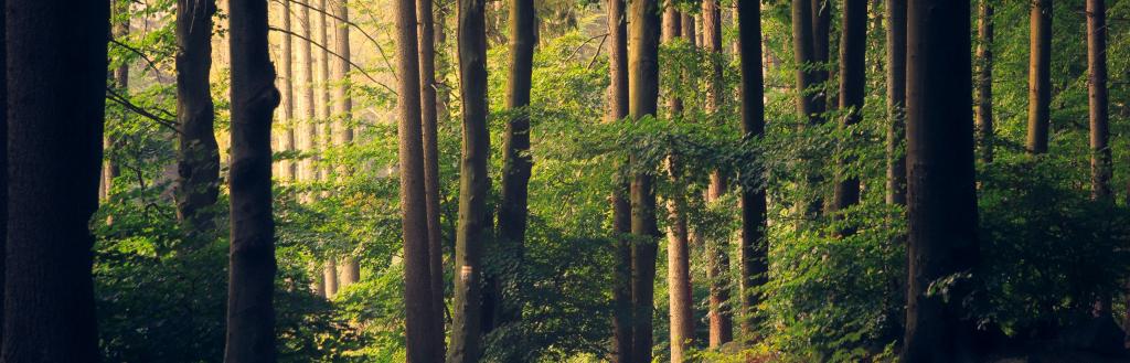 A dimly-lit forest