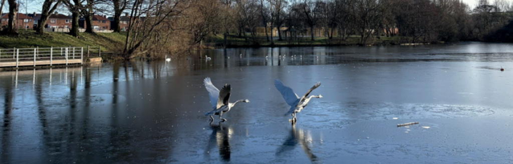 Hammond's Pond