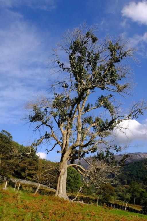 Ash Dieback Tree